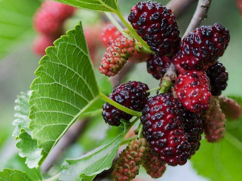 Шелковица купить саженцы из питомнике в Ельце