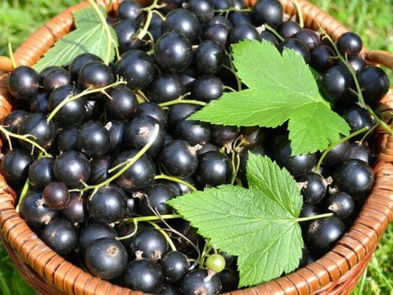 Смородина купить саженцы из питомника в Ельце