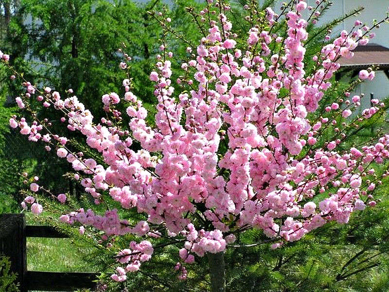 Миндаль купить саженцы из питомника в Ельце