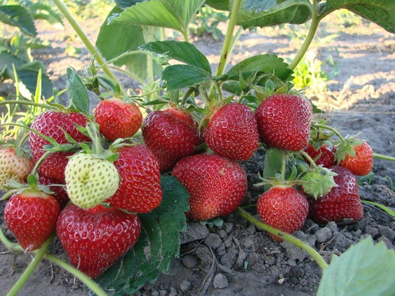 Клубника купить саженцы из питомника в Ельце