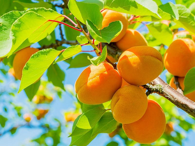 Абрикос купить саженцы из питомнике в Ельце