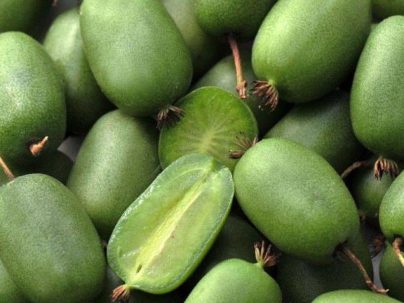 Актинидия купить саженцы из питомнике в Ельце