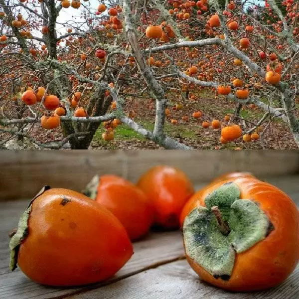 Хурма "ЧАТЫР ДАГ" средняя (октябрь)