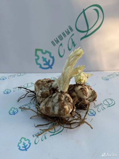 Лилия "МУСКАДЕТ" 3 штуки (размер 18/20)