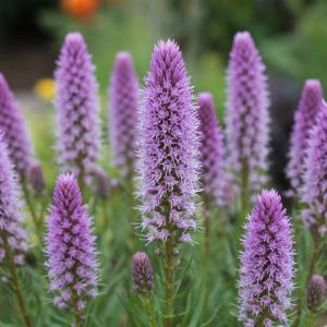 Лиатрис клубни Silver Tips