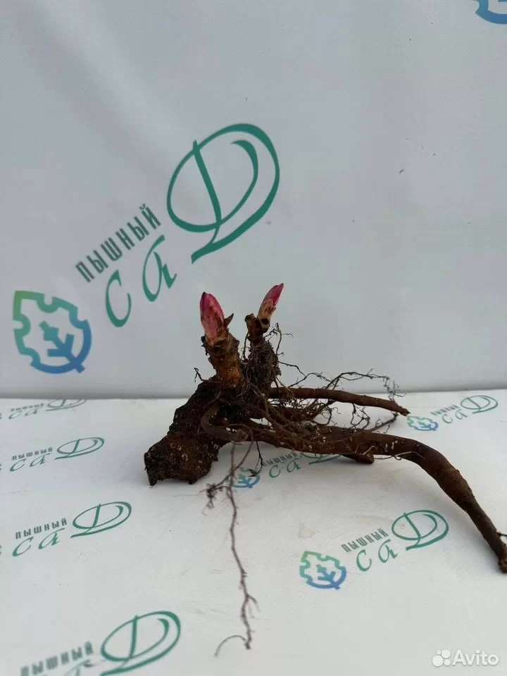 Пион "ГОЛД МАЙН"