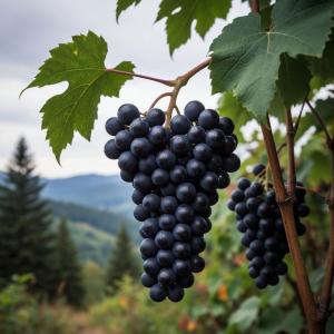 Виноград "АМУР" (сентябрь)